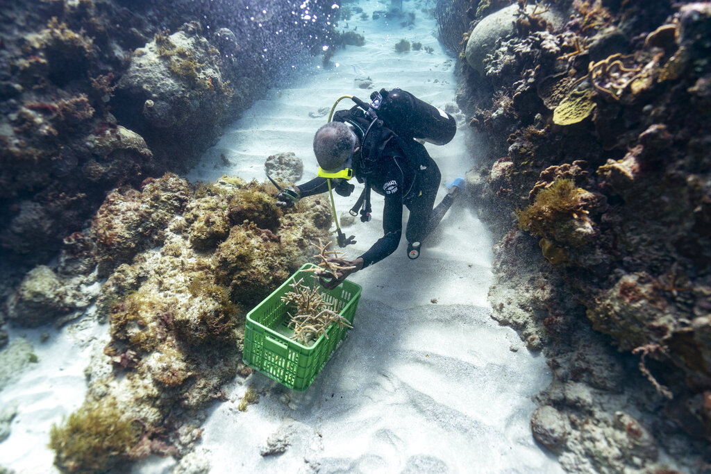 Surprise rescue of Jamaica coral reefs shows nature can heal Inquirer
