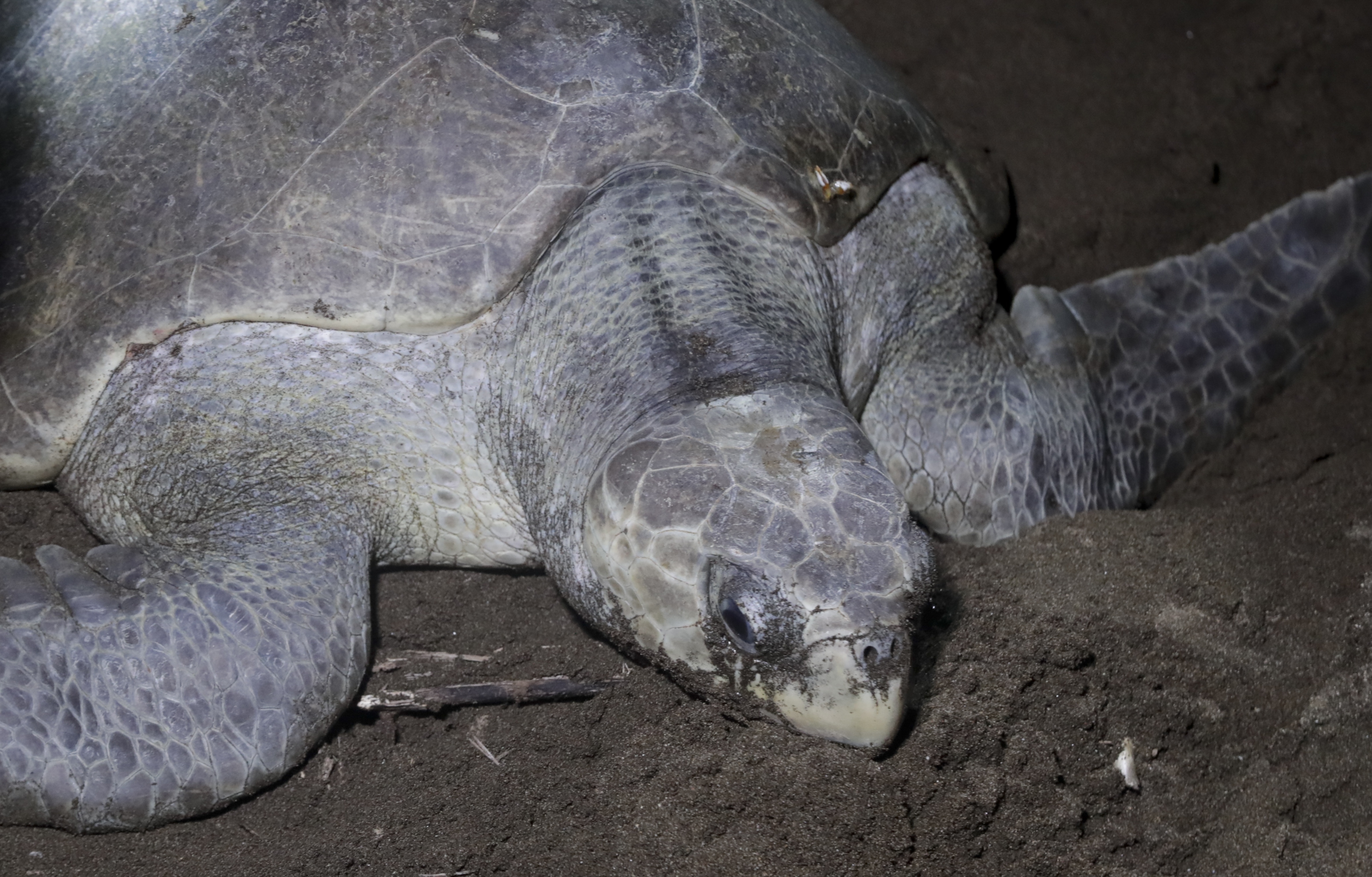 Volunteers conserve endangered sea turtles in remote Panama