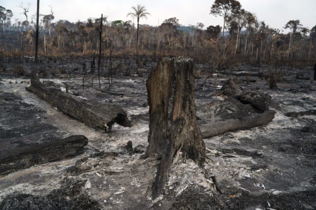 Forest fires destroying vital buffer against climate change