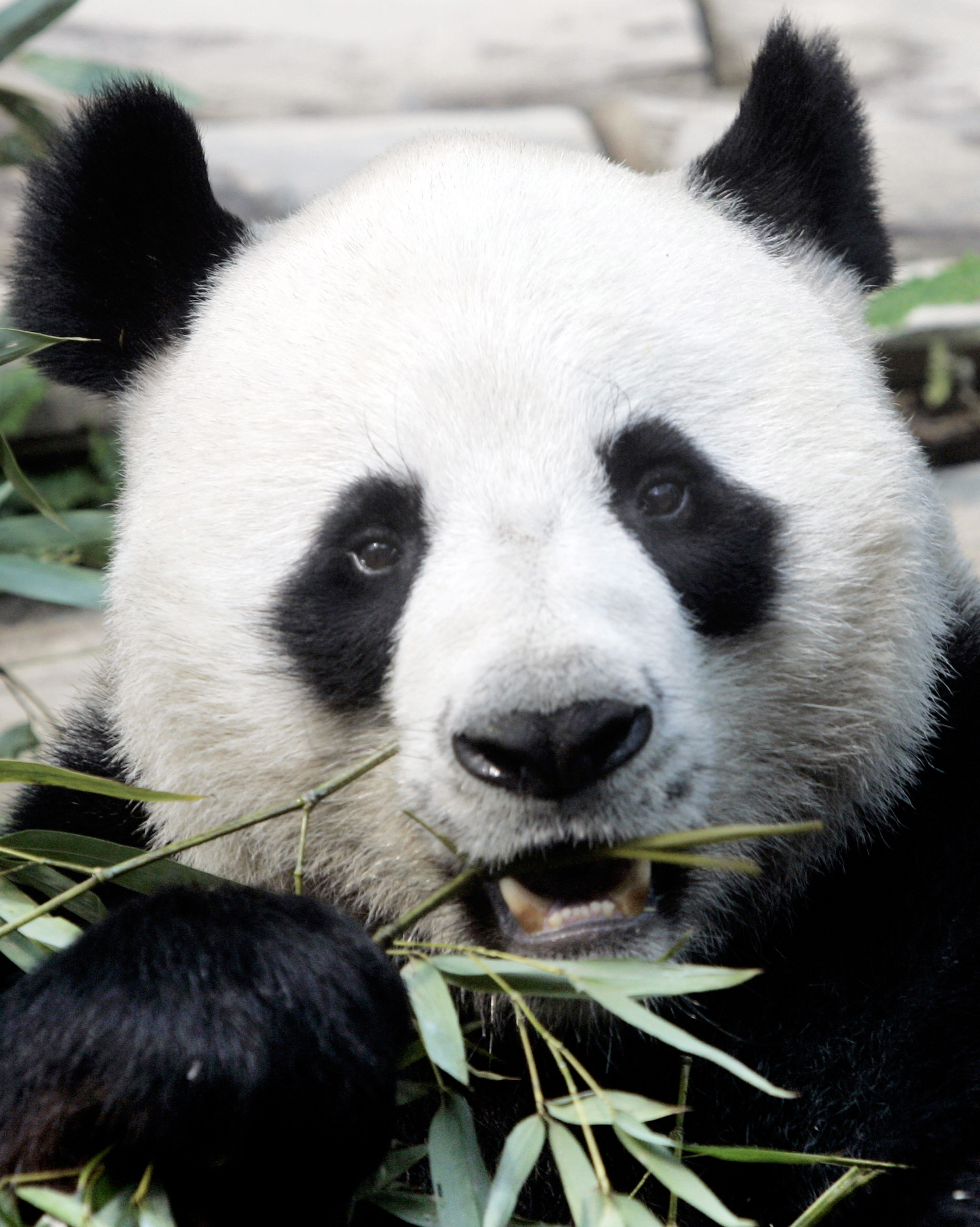 Popular panda on loan from China dies in Thai zoo