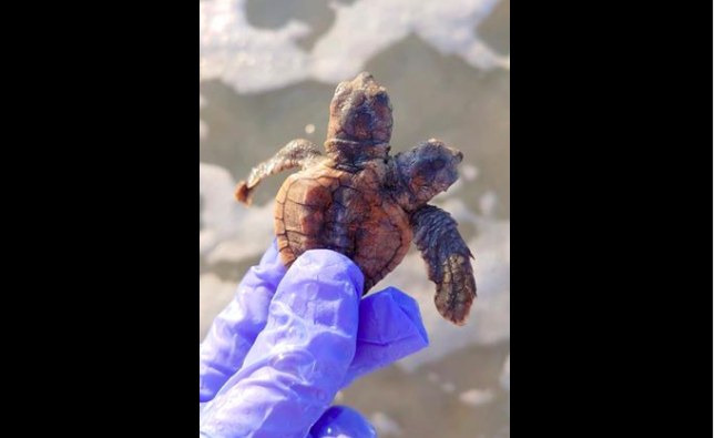 LOOK: Two-headed baby turtle found on beach | Inquirer Technology