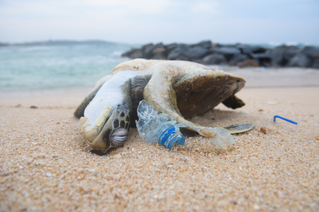 Stock photo dead turtle among plastic garbage from ocean on the beach