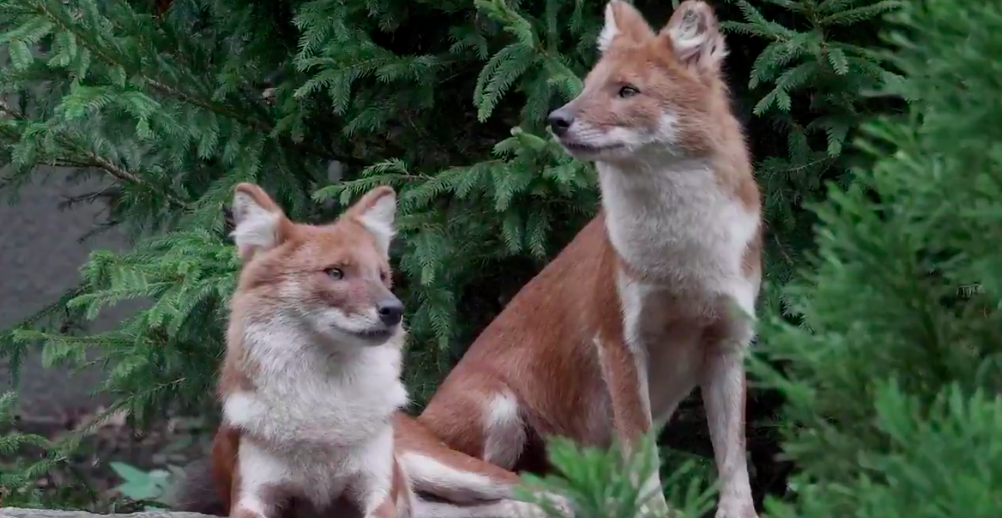 Pack of handsome wild dogs debuts at Bronx Zoo Inquirer Technology