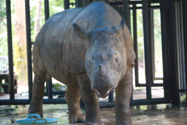 are rhinos extinct 2022