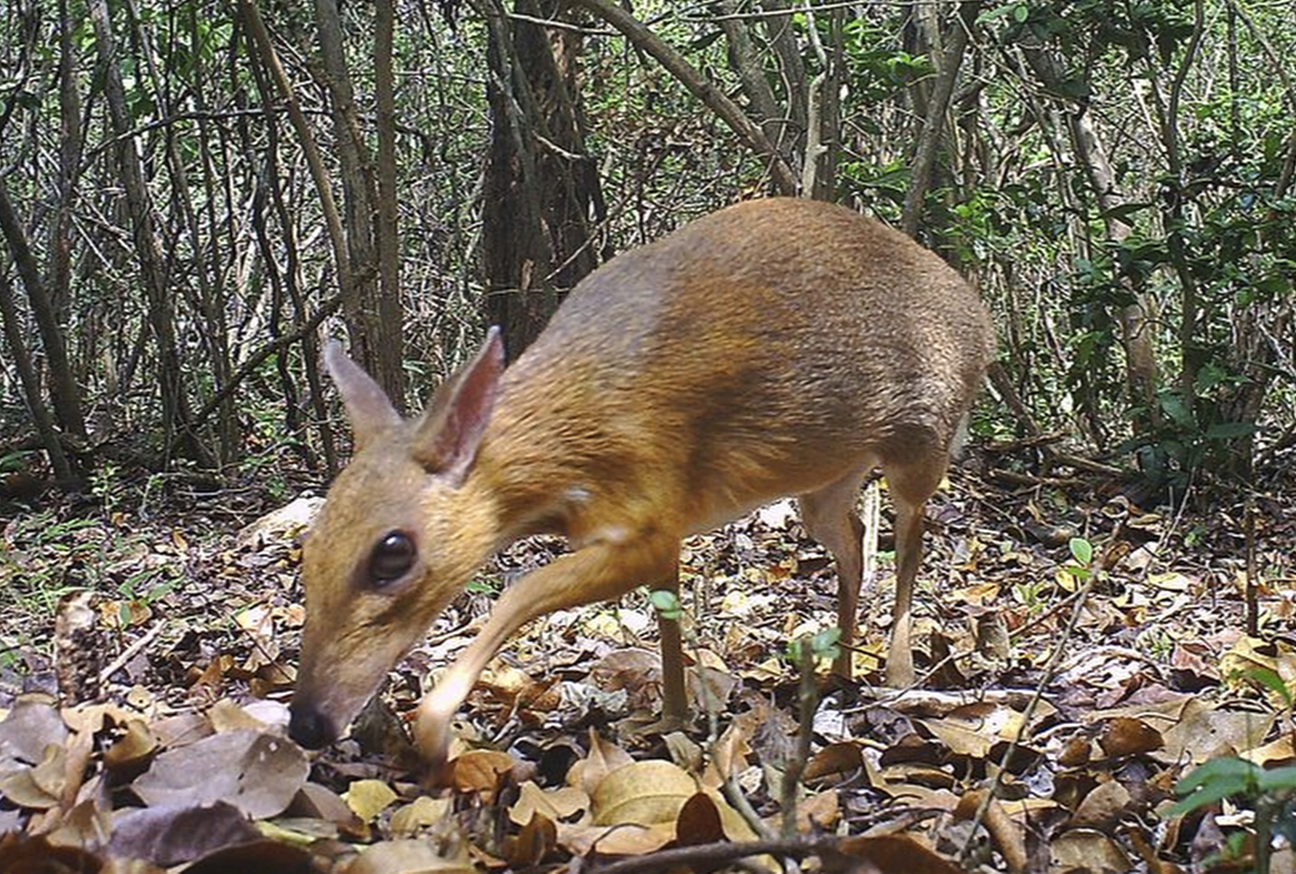 Rare deer-like species photographed for first time in wild