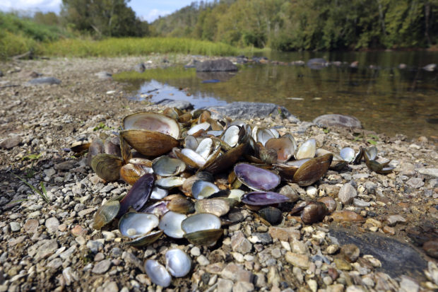 Freshwater Mussels Die Off AP