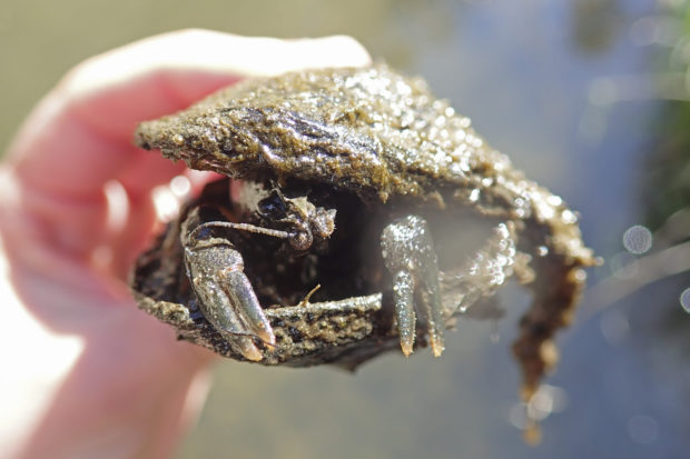 Freshwater Mussels Die Off AP