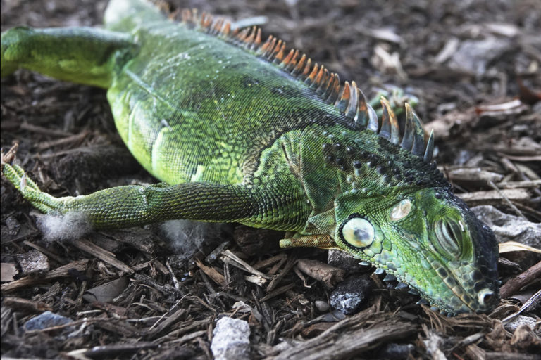 Coldstunned iguanas falling from Florida trees Inquirer