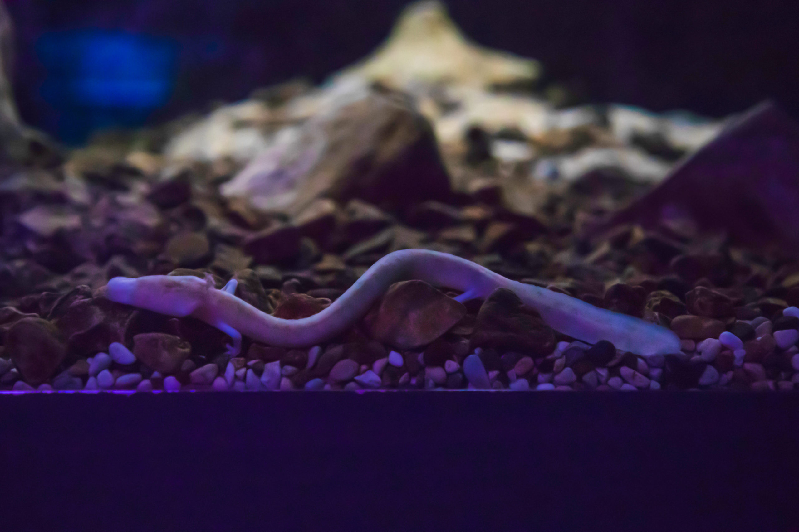 Olm salamander did nothing for 7 years, study finds | Inquirer Technology