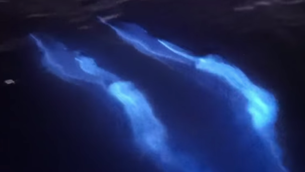 WATCH: Dolphins ‘glow’ While Swimming Through Bioluminescent Waves ...