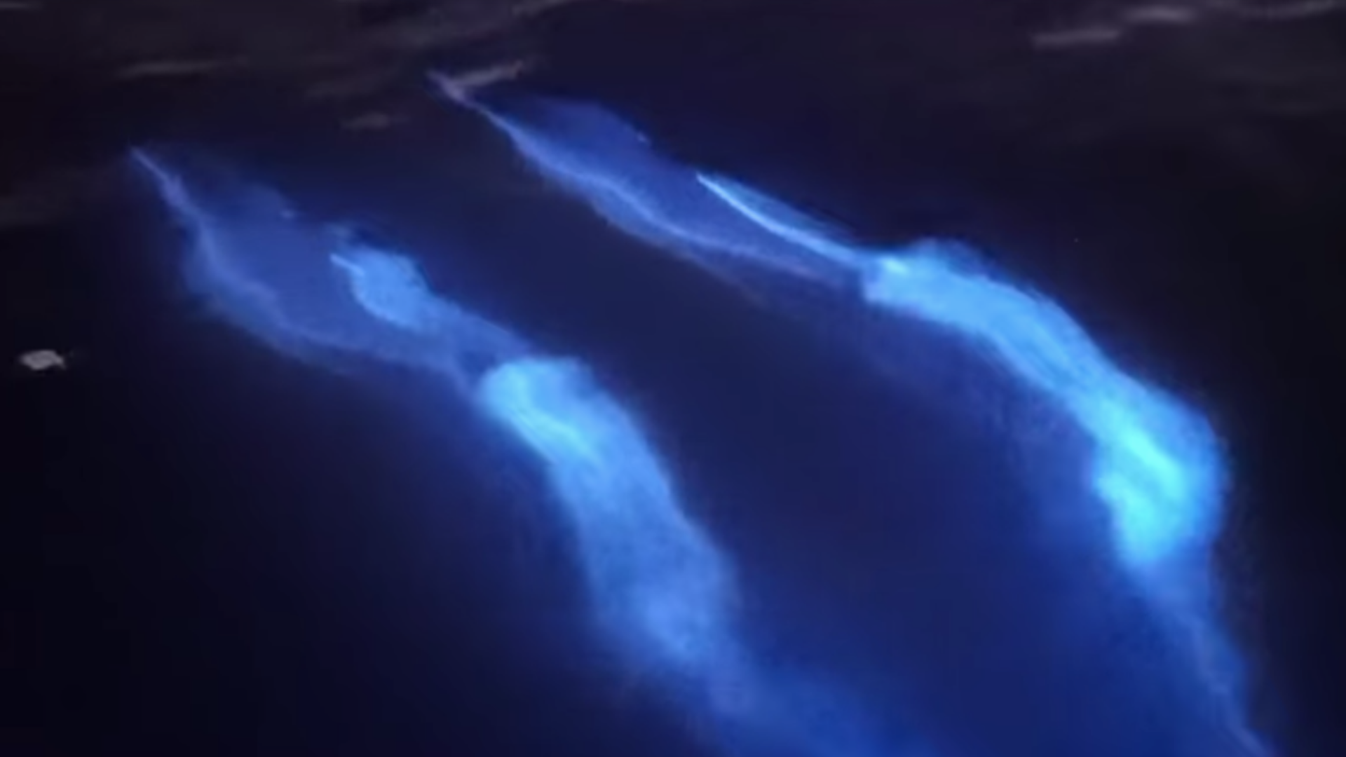 WATCH: Dolphins 'glow' while swimming through bioluminescent waves ...