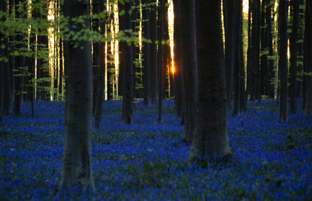 Belgium Bluebell Forest