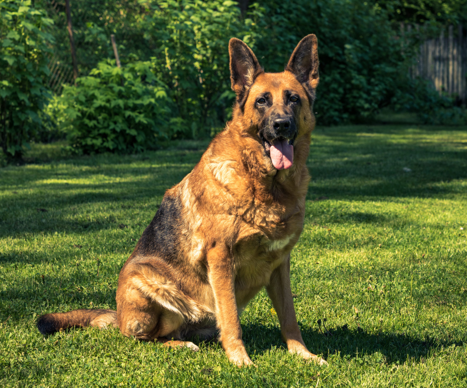 Trained German Shepherds can now detect coronavirus, researchers say