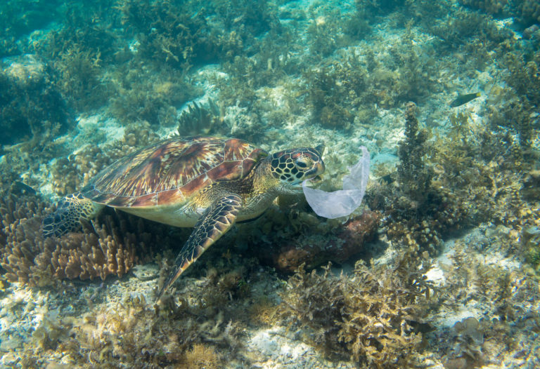 12inch plastic bag inside turtle pulled out by vet