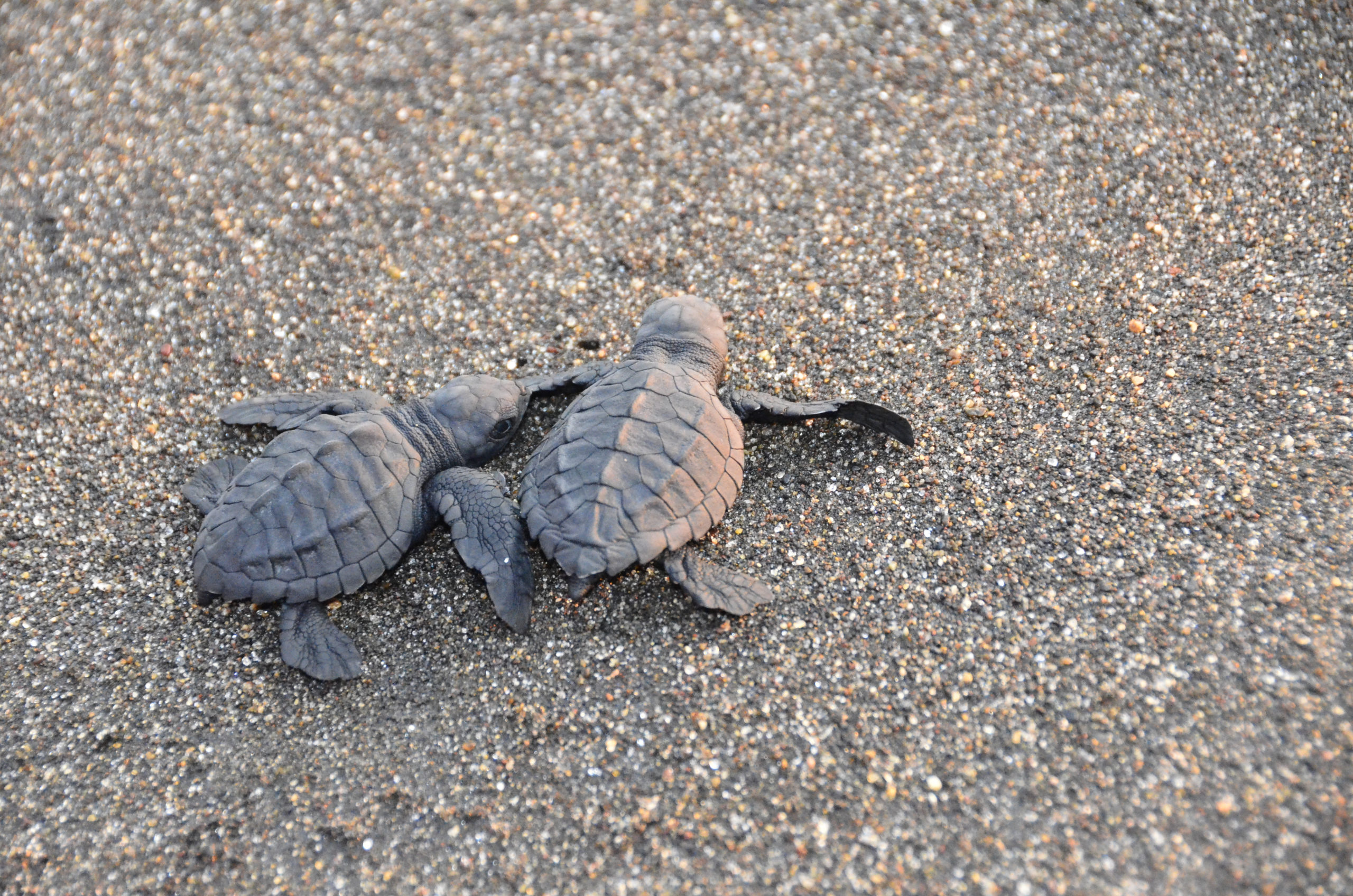 Endangered Leatherback Turtles Hatch In Ecuador 