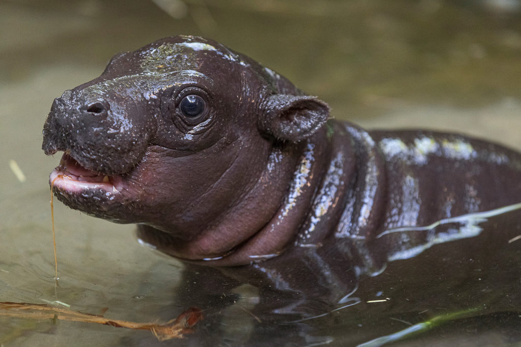 Endangered pygmy hippo born at zoo for first time in over 30 years