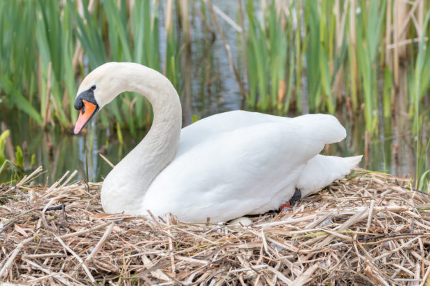 Swan sitting in a nest