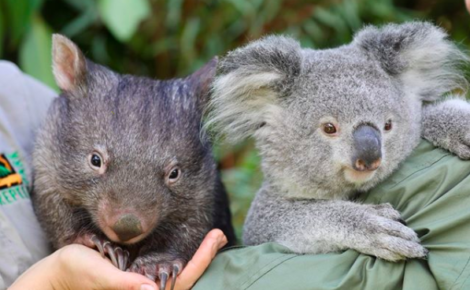 wombat and koala