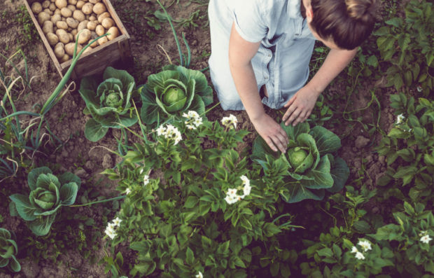 woman planting vegetables