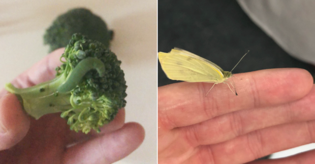 caterpillar, broccoli