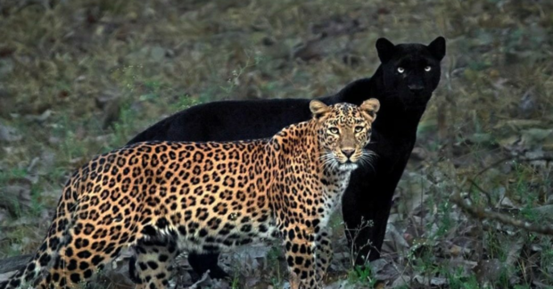 leopard, black panther