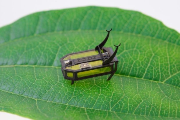 beetle bot