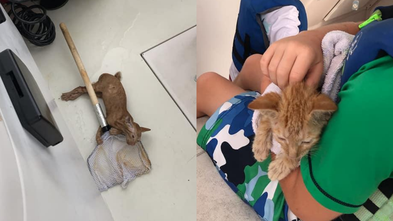 LOOK Kitten stuck in ocean saved by fishing crew Inquirer Technology