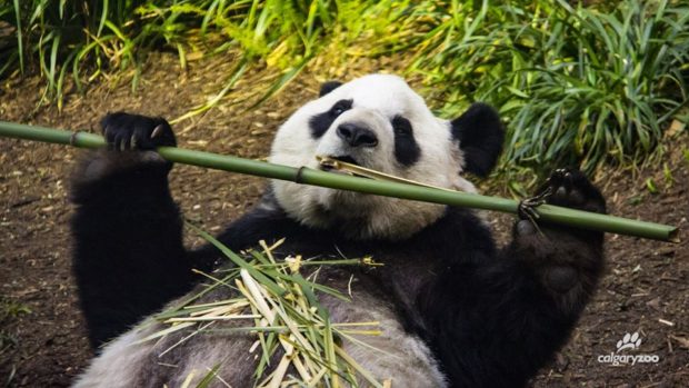 calgary zoo panda