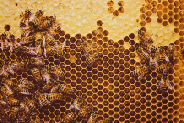 20200817 Honeybees