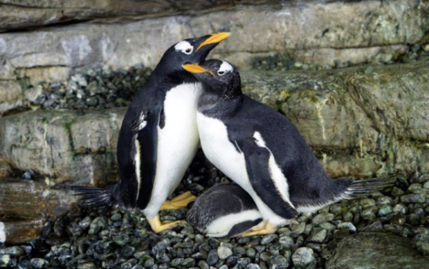 penguins in Spain