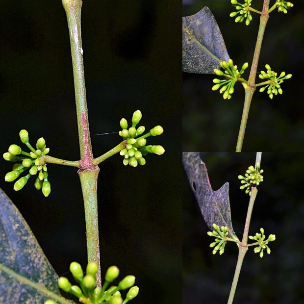 new species plant Arayat