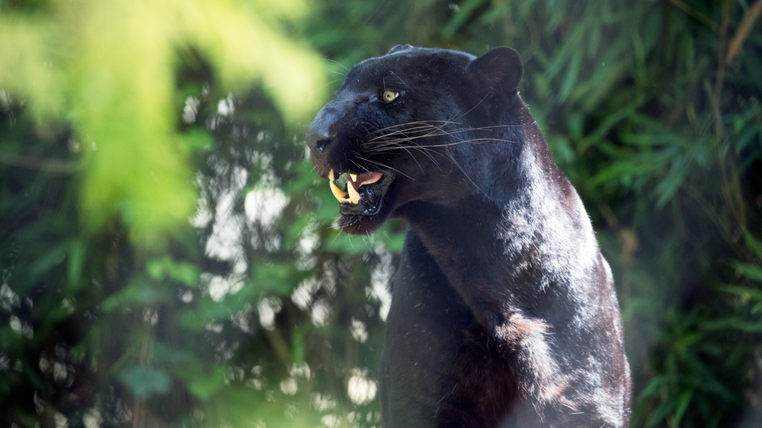 Black panther reported on the loose near Spanish village | Inquirer ...