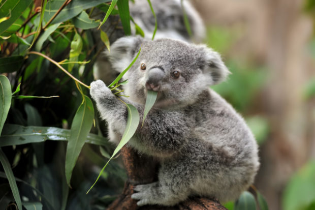 20200929 Koala stock photo