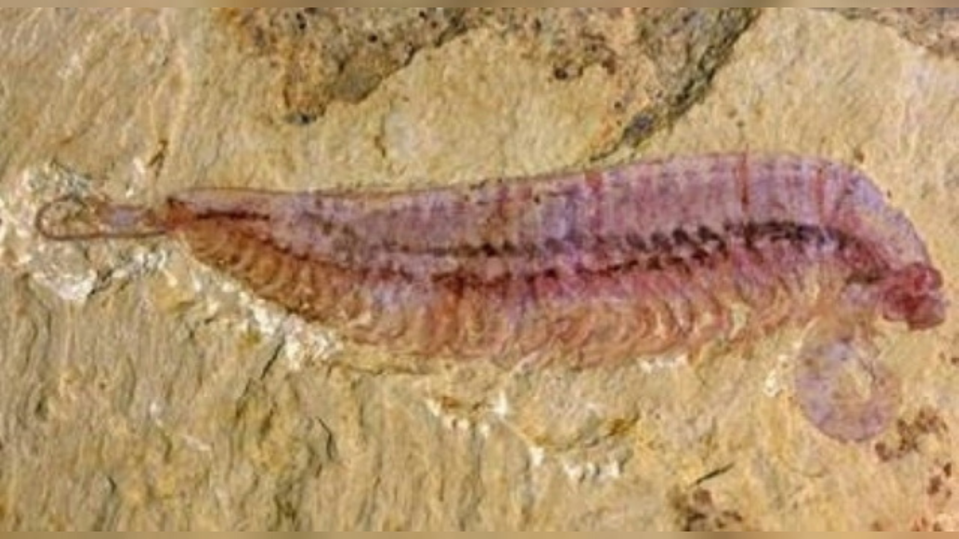 five-eyed-fossil-shrimp-is-evolutionary-missing-link-inquirer