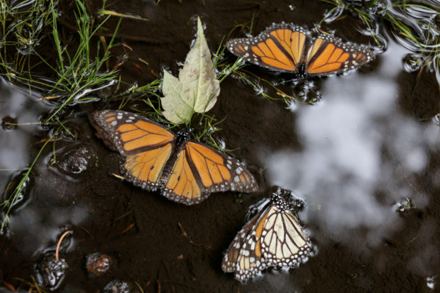 U.S. says monarch butterflies deserve protection, but must wait in line