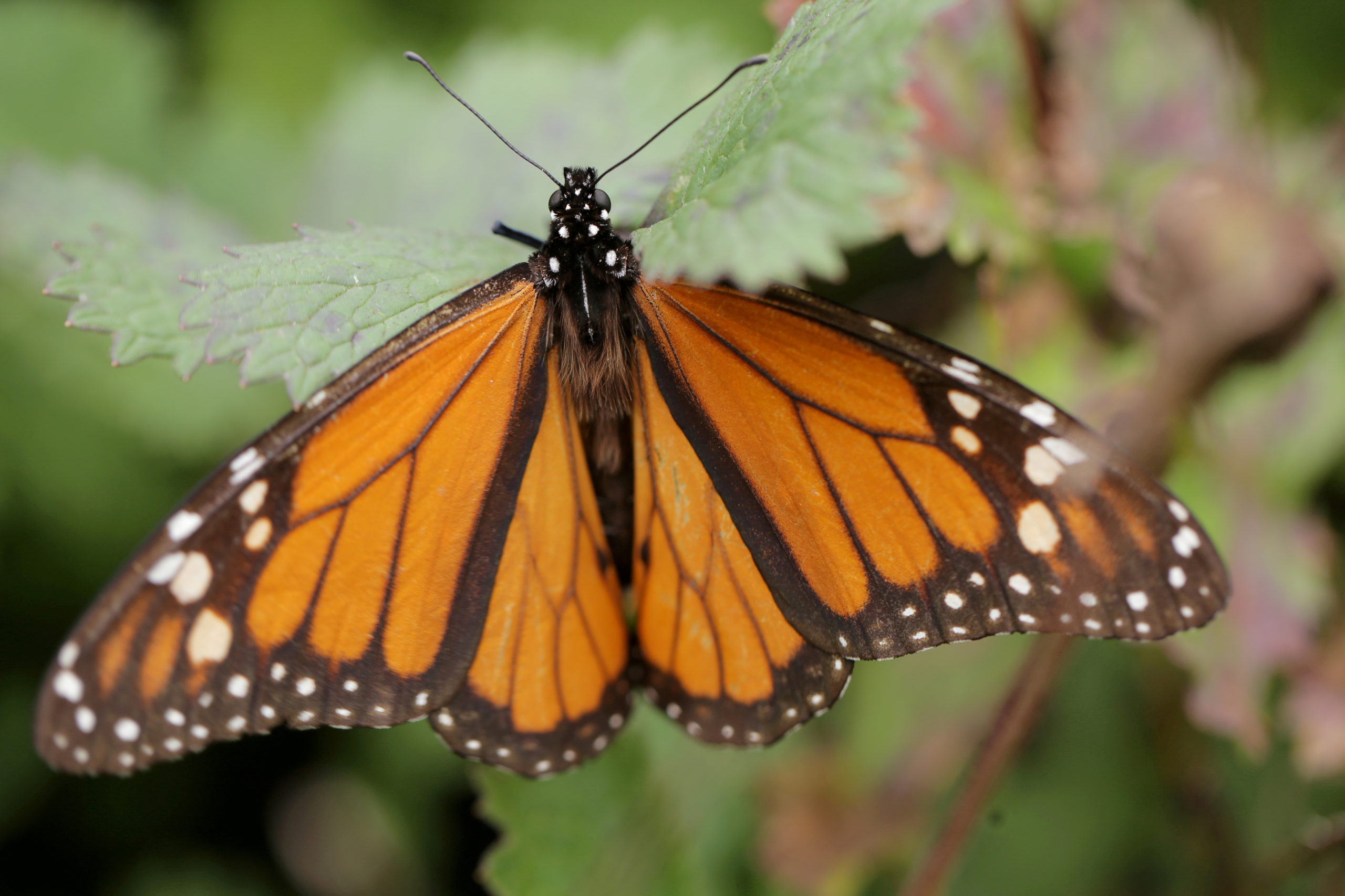 FILE PHOTO: A monarch butterfly is seen at El Rosario sanctuary for monarch butterflies in the ...
