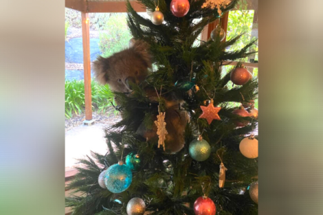 koala, christmas tree