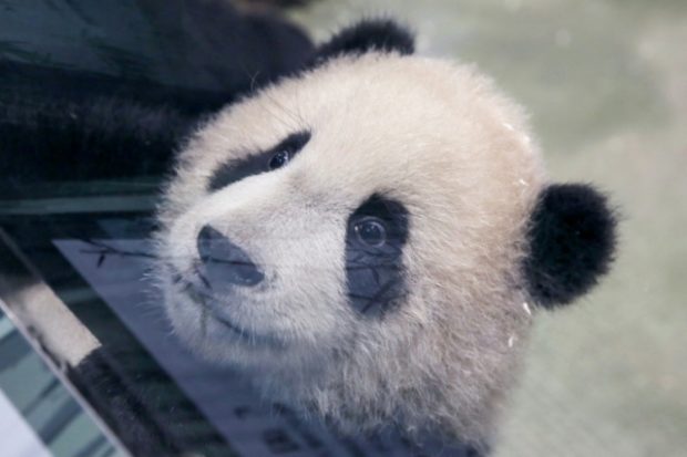 20201229 Taiwan panda cub