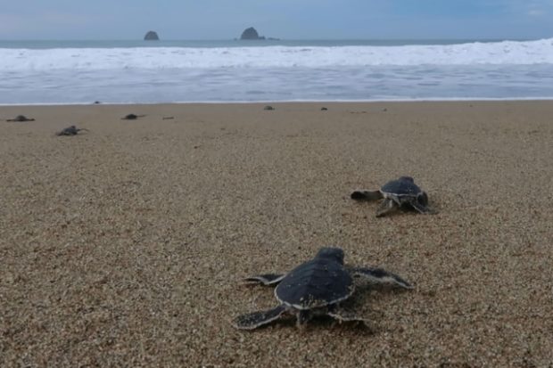 20210107 Baby sea turtles
