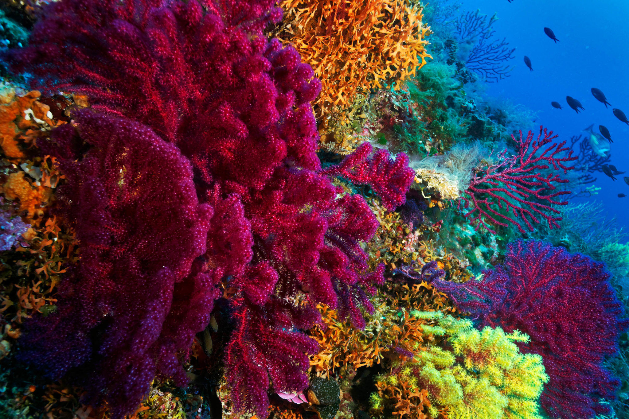 A coral's color may tell of its resilience to climate change—study