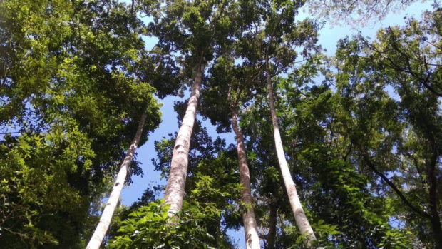 Philippine hardwood trees. Dipterocarp or lowland rainforest trees, such as these in Mt. Makiling in Laguna, are essential, not just for the economical value, but for their ecosystem services and cultural value