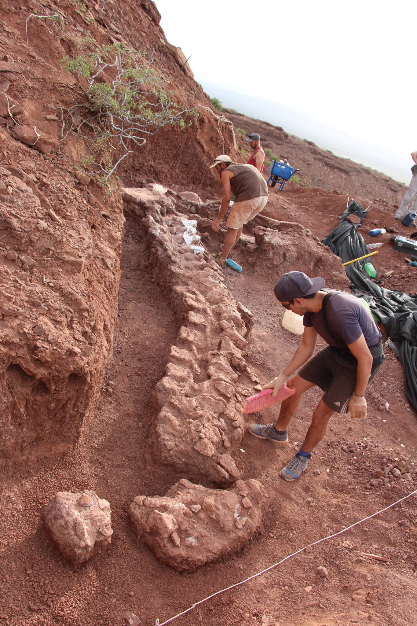 dinosaur bones argentina