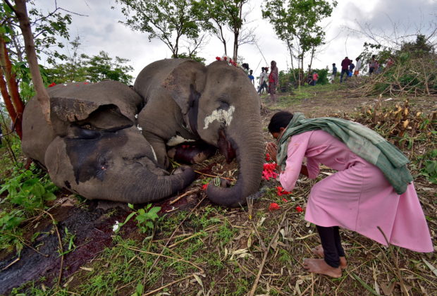 A woman prays next to the carcasses of elephants on the foothills of the Kundoli reserve forest area in Nagaon
