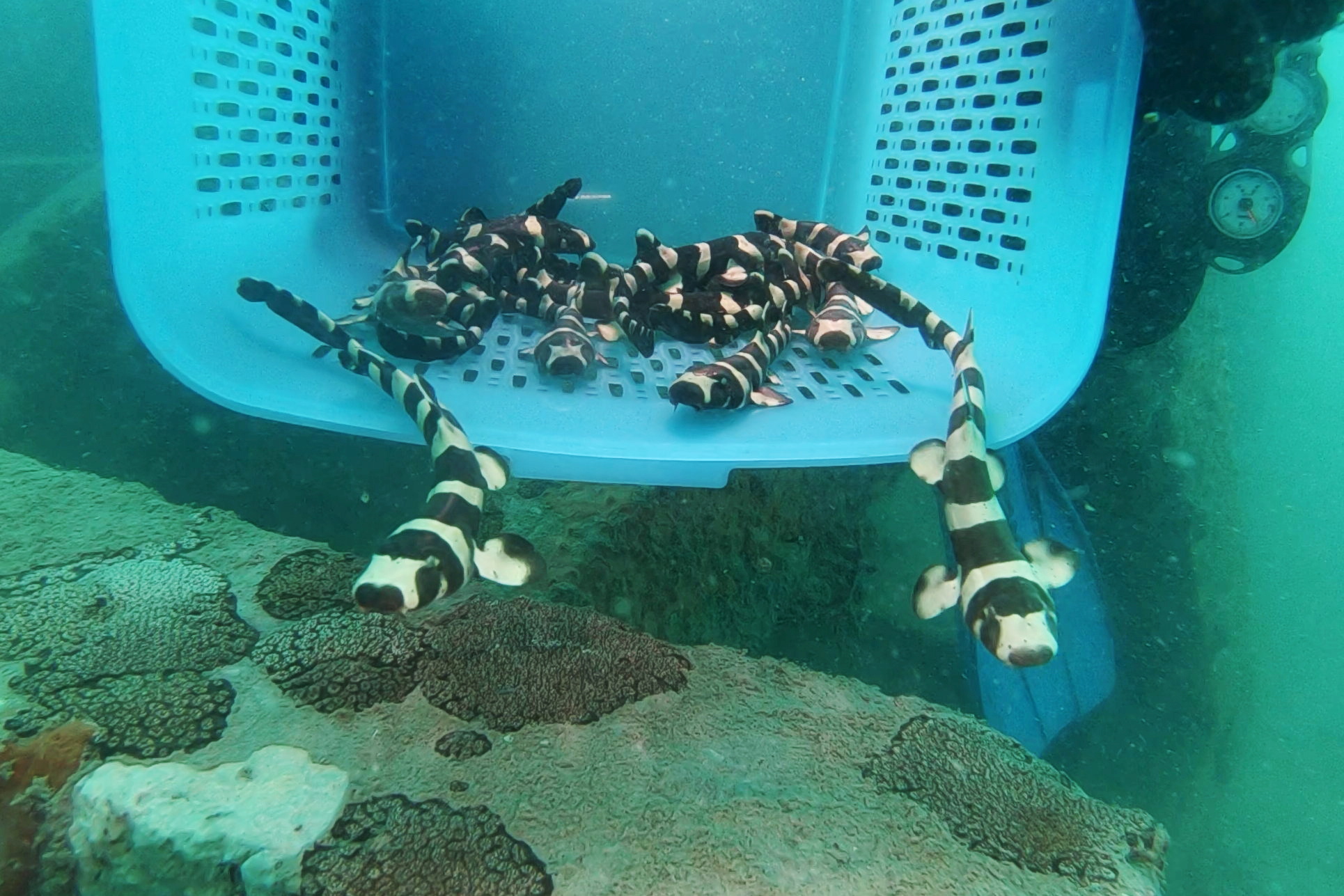 Endangered bamboo sharks given helping hand in Gulf of Thailand Inquirer Technology