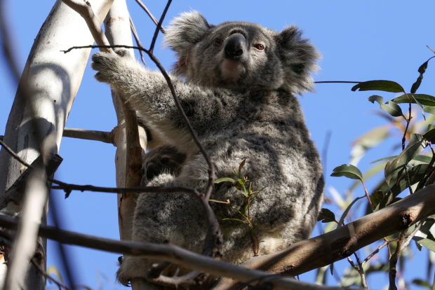 FILE PHOTO: A mother koala named Kali and her joey, monitored by not-for-profit conservation organisation Science for Wildlife, as part of the Blue Mountains Koala Project spearheaded to plan for koala recovery in the region, are seen in their natural habitat in an area affected by bushfires, in the Greater Blue Mountains World Heritage Area, near Jenolan, Australia, September 14, 2020.  REUTERS/Loren Elliott
