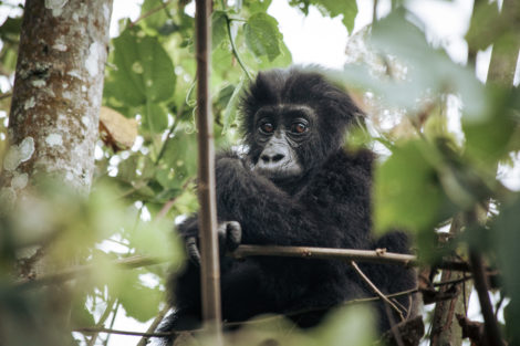Gorillas in our midst: DR Congo park fetes rare birth