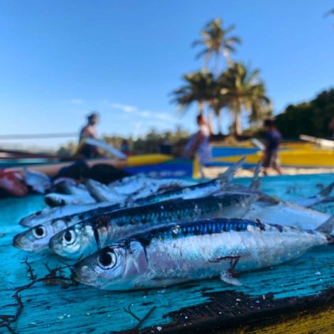 Overfishing hits sardine stock in waters of Bicol, Samar – group