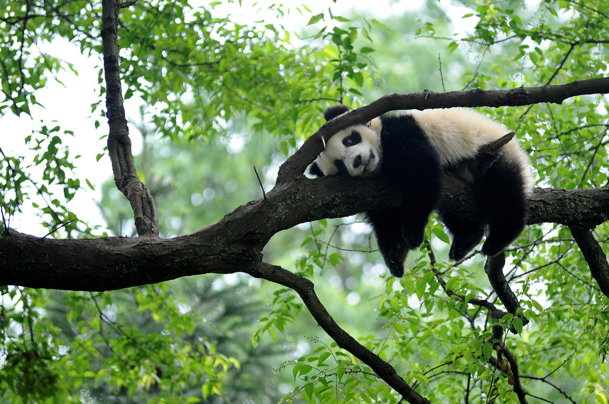 China launches new biodiversity protection fund | Inquirer Technology