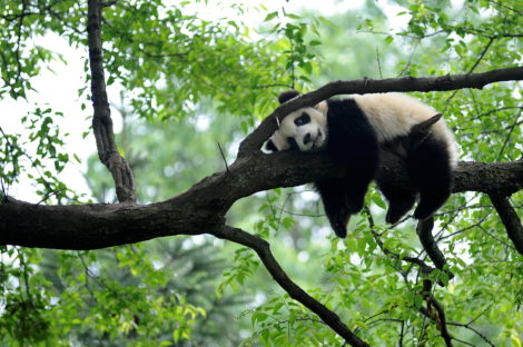 China launches new biodiversity protection fund