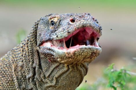 Indonesian zoo breeds Komodo dragons to save them from extinction